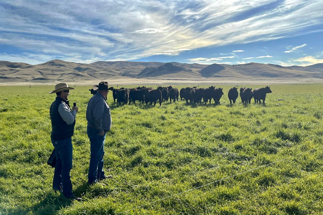 Beef Organ Supplement For Men: Why Men Are Turning Back